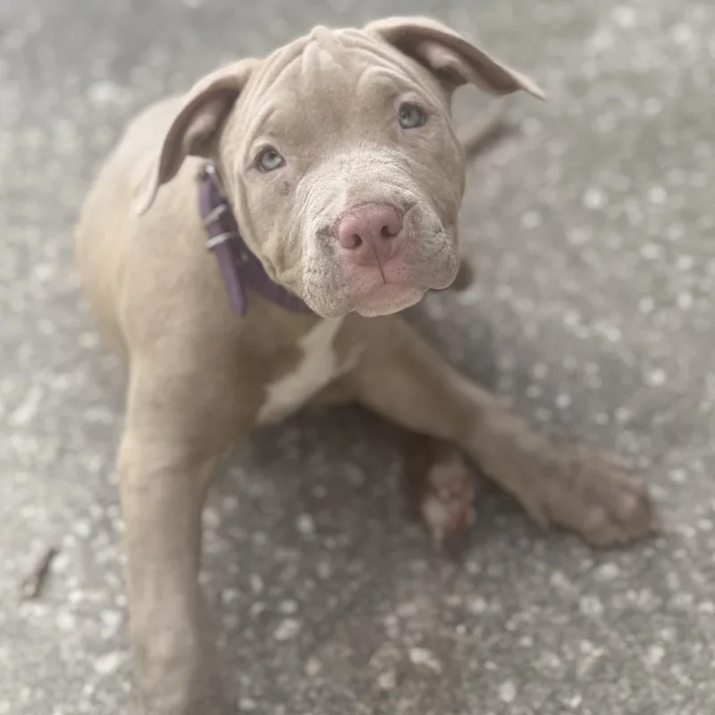 Cranberry thumbnail 3