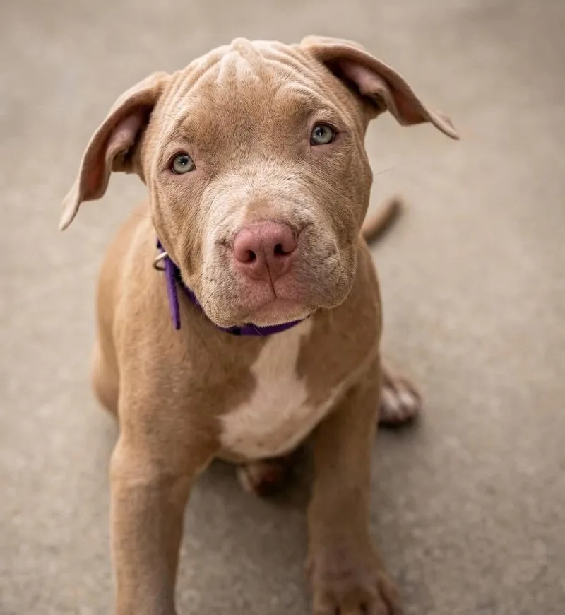 Cranberry thumbnail 4