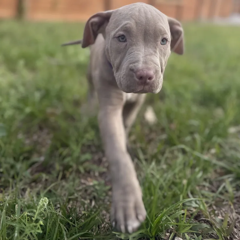 Cranberry thumbnail 5