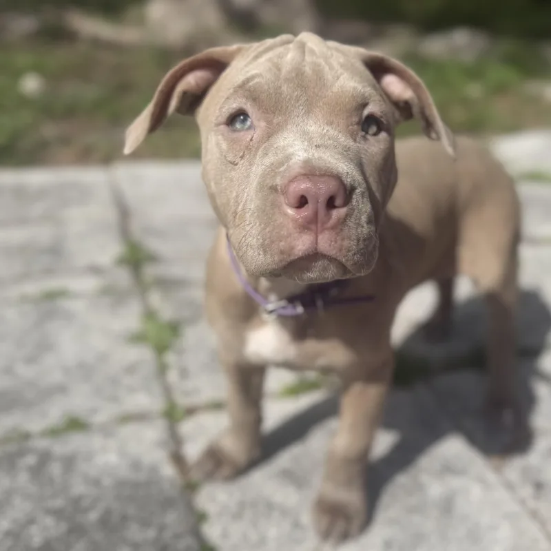 Cranberry thumbnail 6