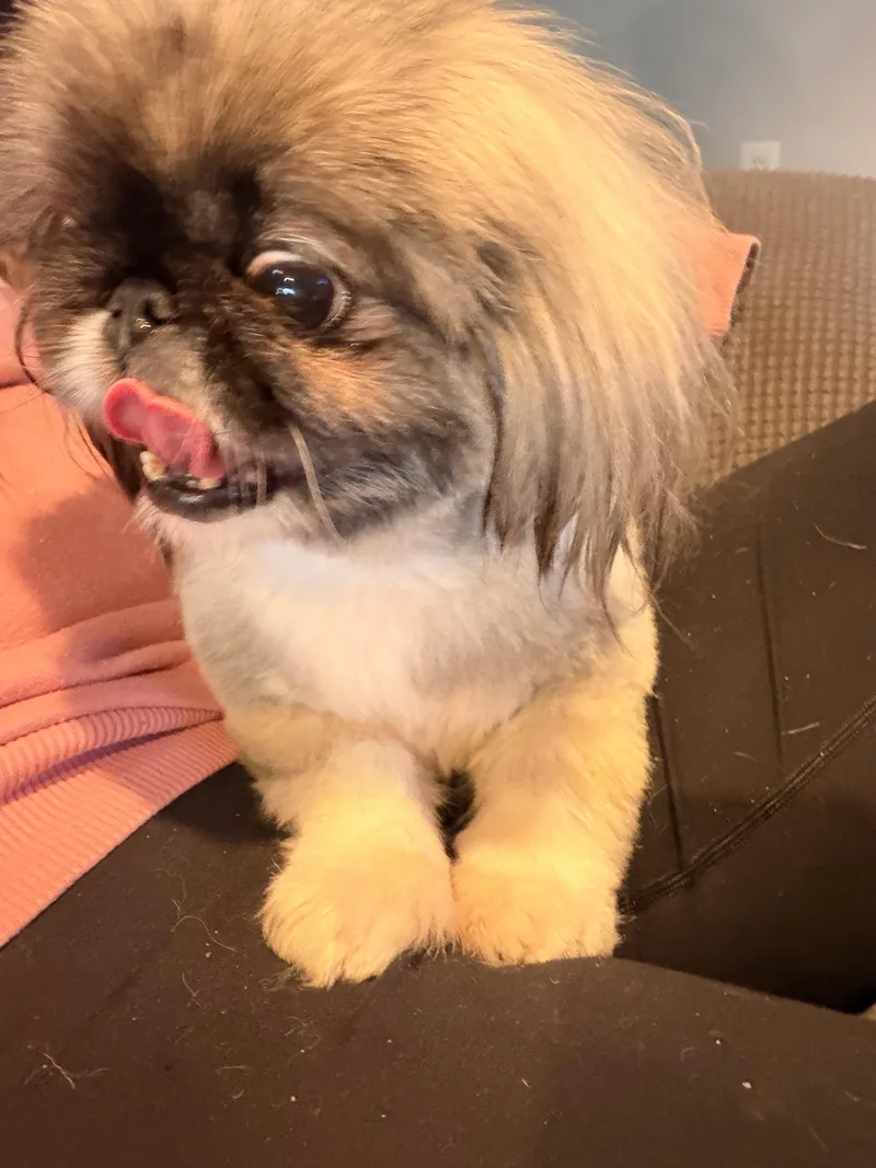 An adult small-sized female Pekingese dog named Happy for adoption in Byron, IL