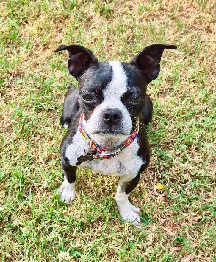 An adult small-sized female Boston Terrier dog named Pudding for adoption in Muskogee, OK