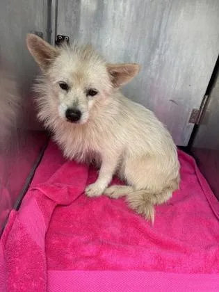 An adult medium-sized male West Highland White Terrier / Westie dog named Max for adoption in Honolulu, HI