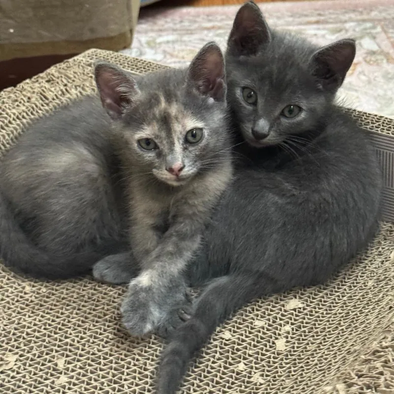 A baby small-sized female Gray / Blue / Silver Domestic Short Hair cat named Noki for adoption in Jupiter, FL