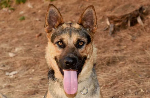 A young large-sized male Bicolor German Shepherd Dog dog named Brody for adoption in Newport Beach, CA