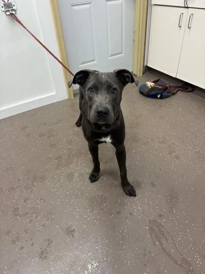 An adult large-sized male Pit Bull Terrier dog named Blue for adoption in South Bend, IN