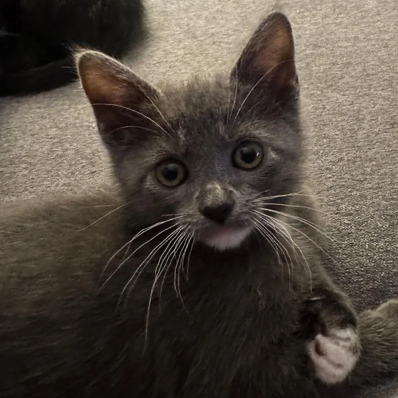 A baby small-sized male Gray / Blue / Silver Domestic Short Hair cat named Gobi for adoption in Los Angeles, CA