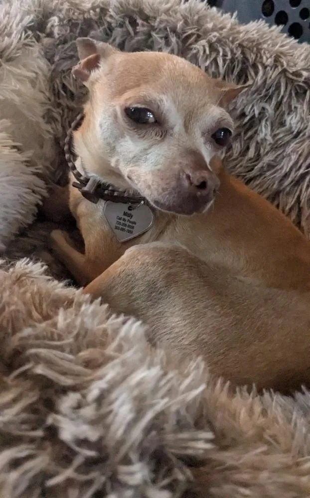 Cici