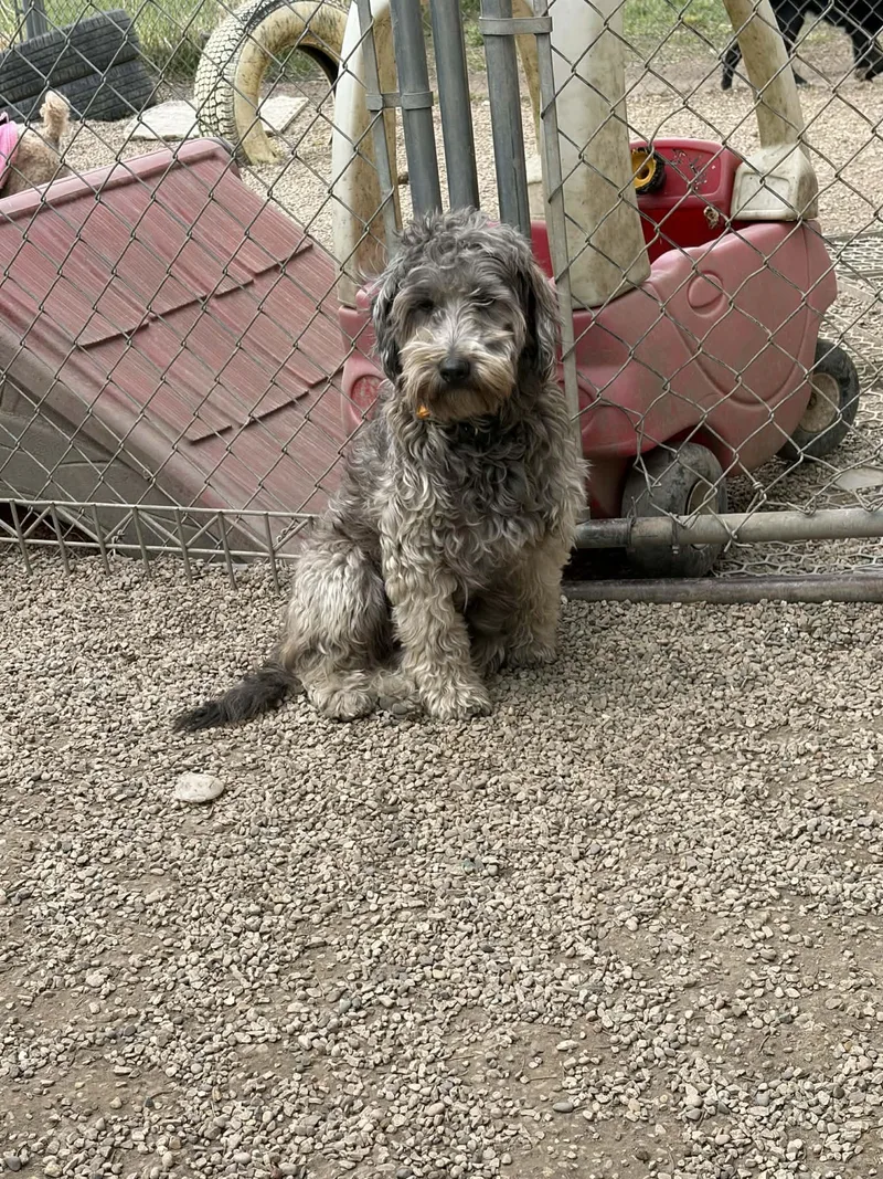 An adult medium-sized female Wheaten Terrier dog named Truvani for adoption in Mukwonago, WI