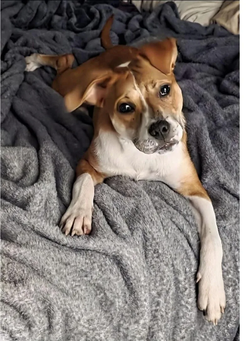 A young medium-sized female Brown / Chocolate Cattle Dog dog named Hermione for adoption