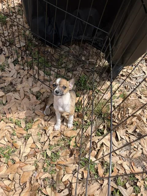 A young small-sized male Chihuahua dog named Kenny for adoption in San Antonio, TX