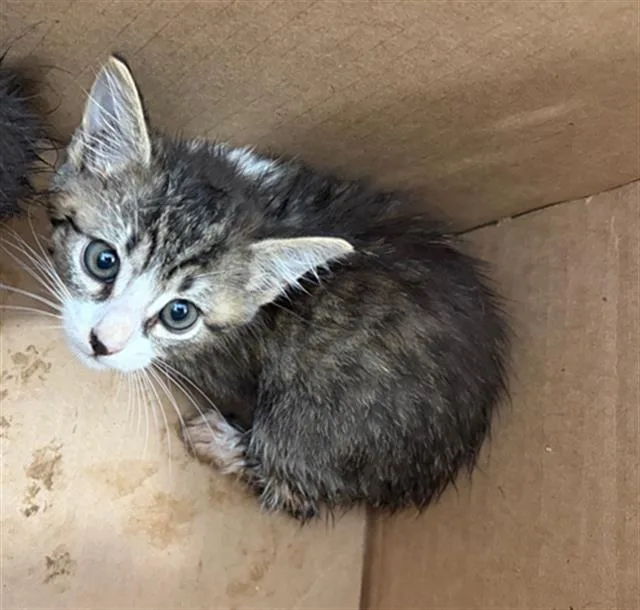 A baby medium-sized female Domestic Short Hair cat named Katara for adoption in Dallas, TX