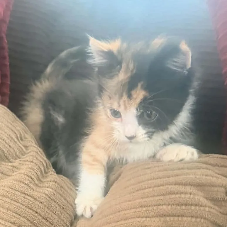 A baby small-sized female Calico Domestic Short Hair cat named Puma for adoption in Grantsville, UT