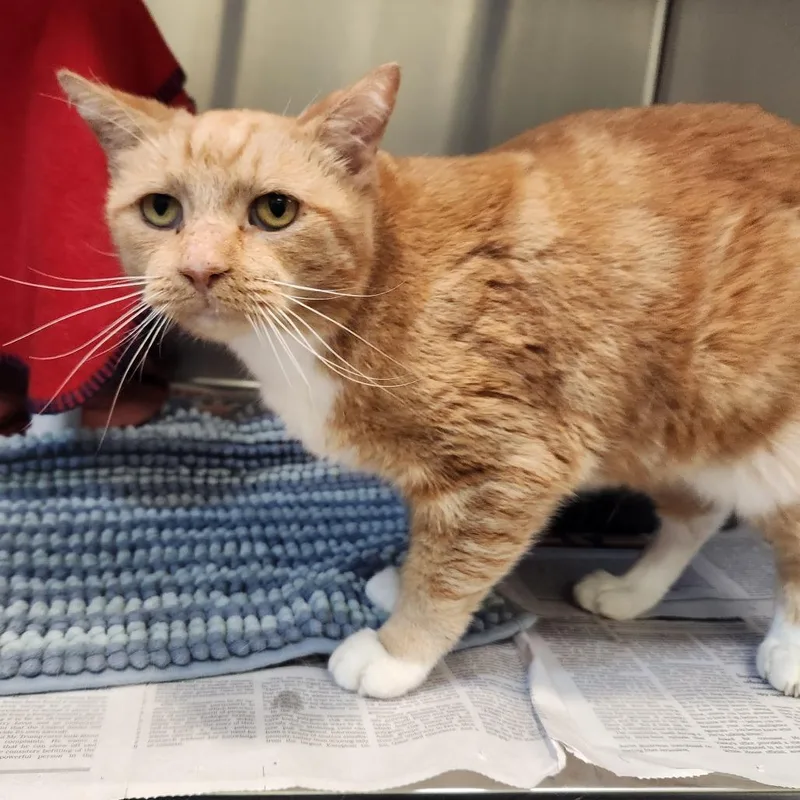 An adult medium-sized male Domestic Short Hair cat named Tomatoes for adoption in Charlottesville, VA
