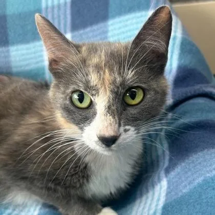 An adult medium-sized female Domestic Short Hair cat named Mimosa for adoption in Kansas City, MO