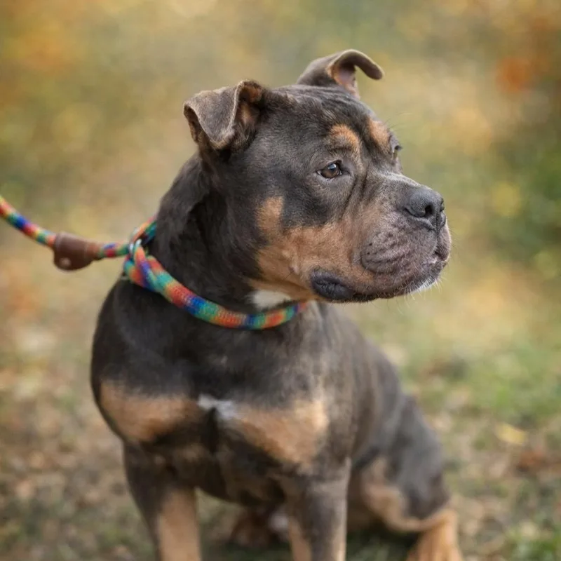 Buster Brown thumbnail 2