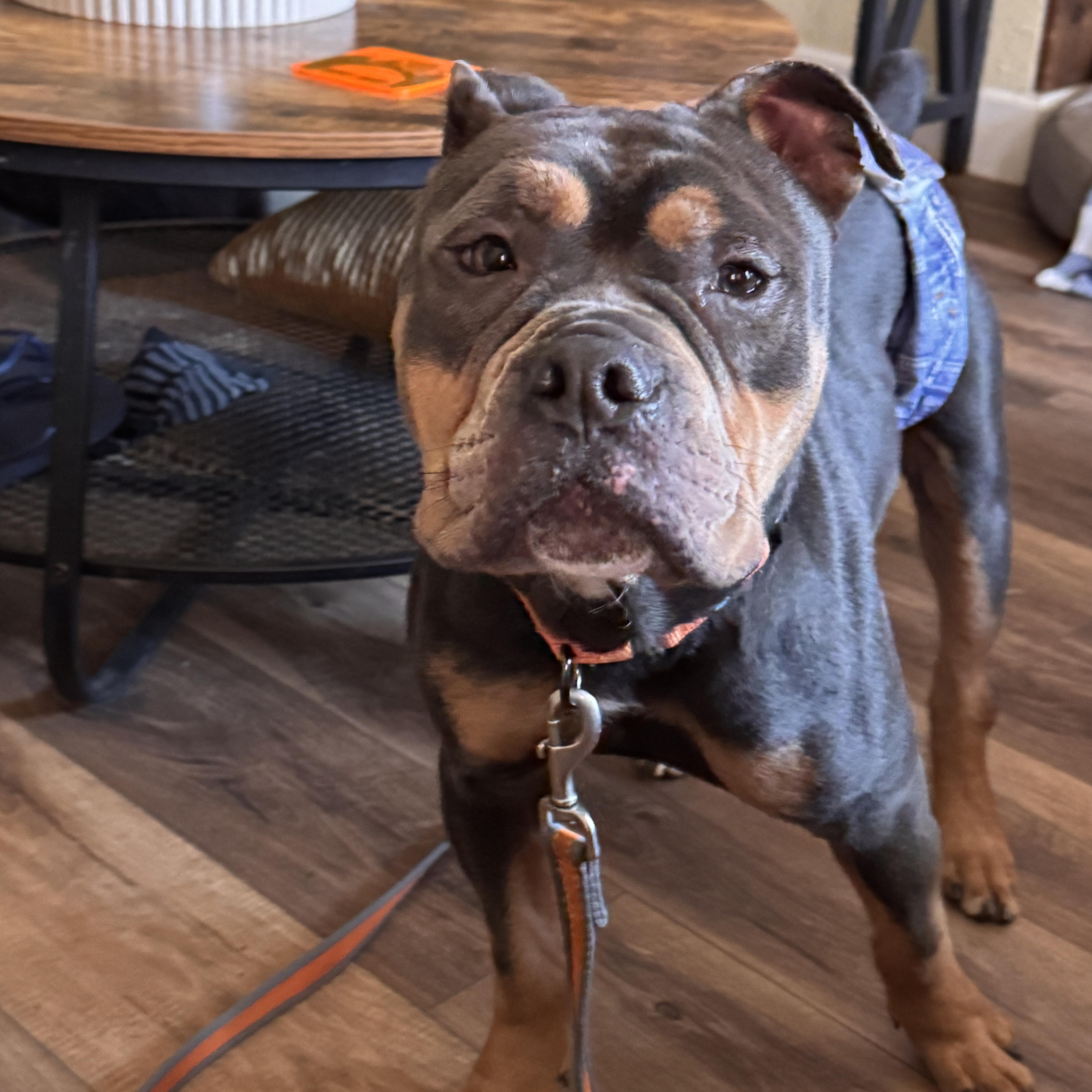 Buster Brown thumbnail 4