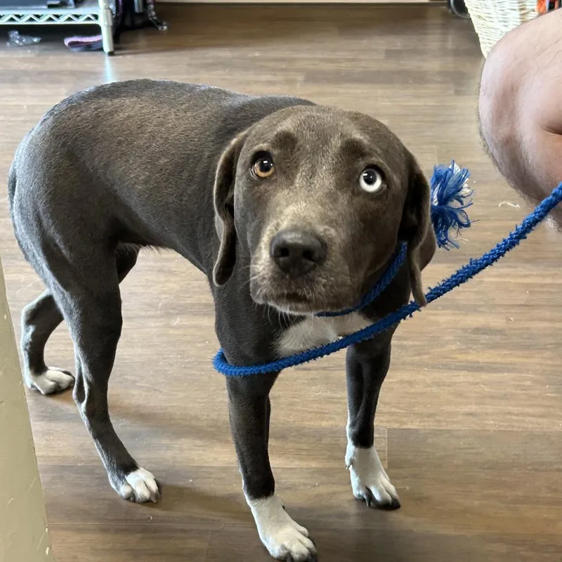 An adult medium-sized female Gray / Blue / Silver Mixed Breed dog named Galleta for adoption in League City, TX