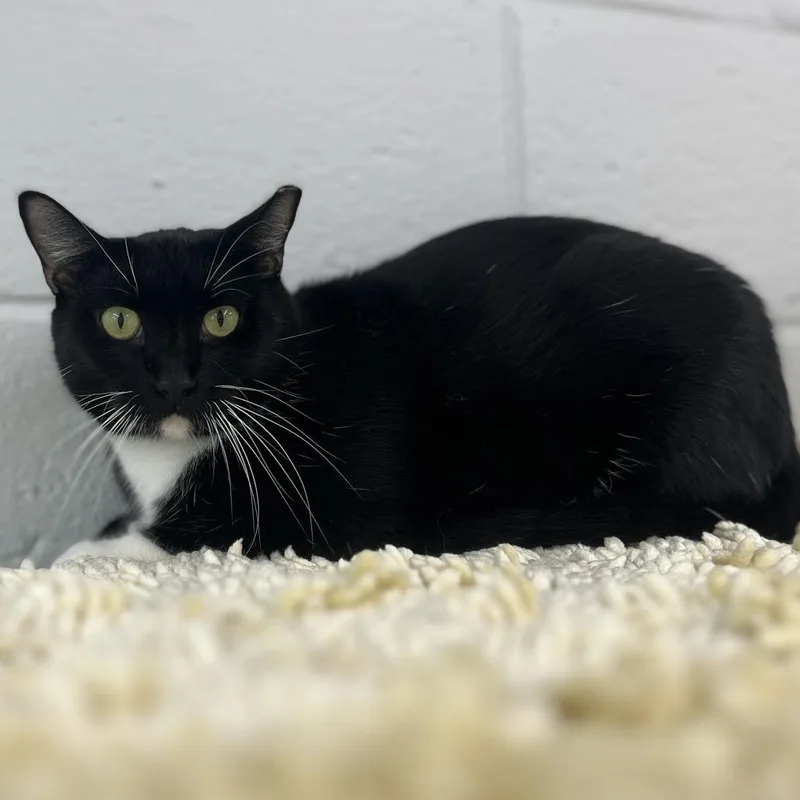 A young medium-sized male Black Domestic Short Hair cat named Tony for adoption in Fairfax, VA