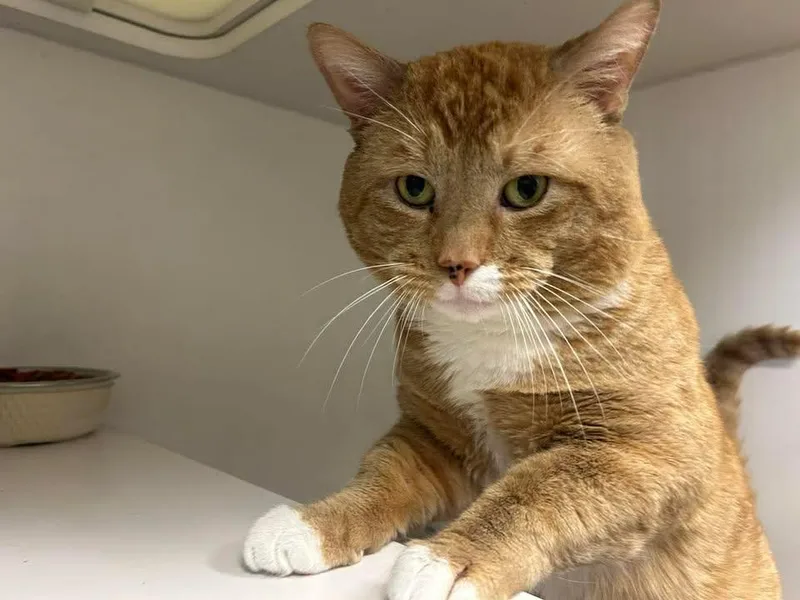A young medium-sized male Orange & White Domestic Short Hair cat named Archie for adoption in Stamford, CT