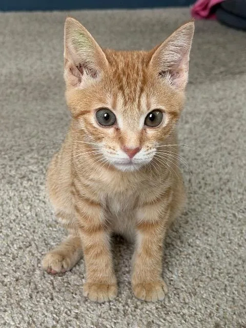 A baby medium-sized female Domestic Short Hair cat named Nectarine for adoption in Cincinnati, OH
