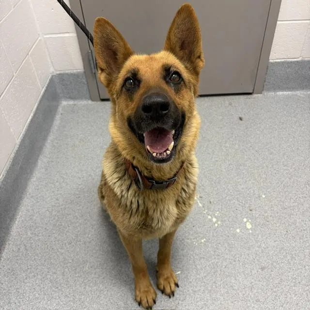 An adult large-sized female German Shepherd Dog dog named Lissy for adoption in Indianapolis, IN