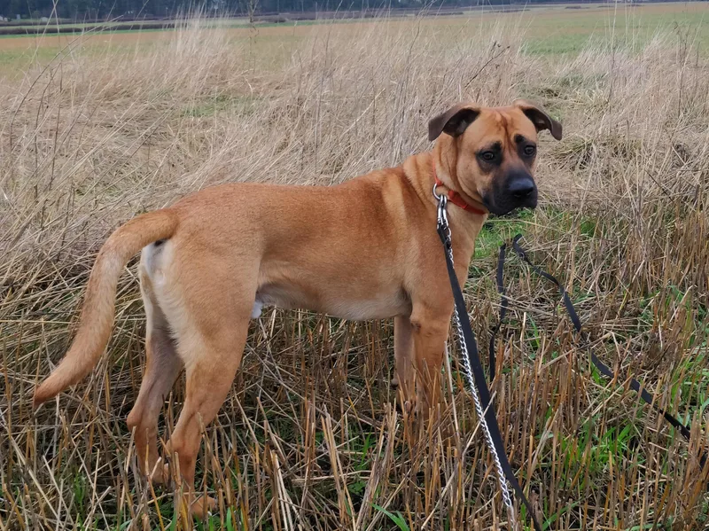 An adult large-sized male Red / Chestnut / Orange Black Mouth Cur dog named Romeo for adoption in Ventura, CA