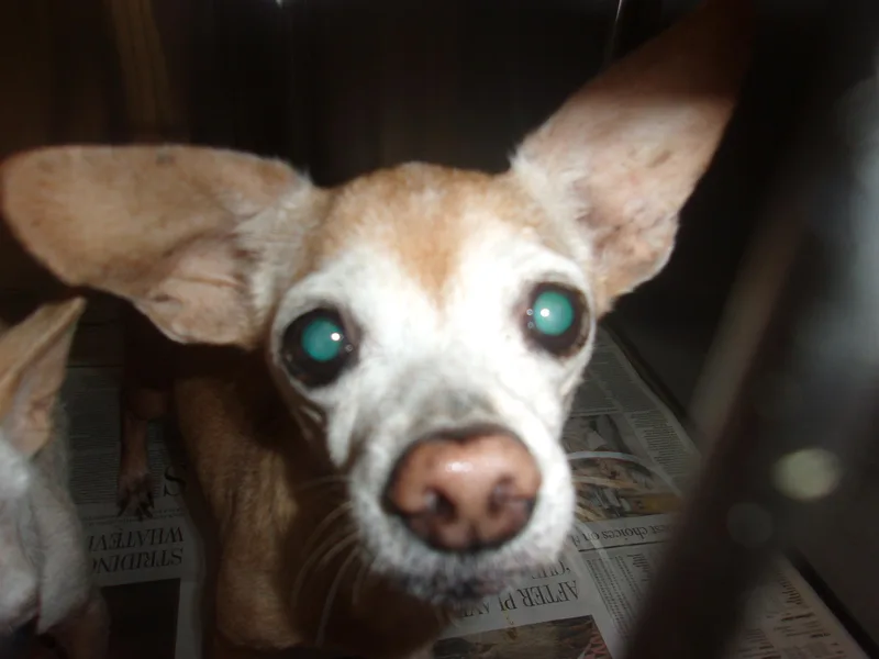 A senior small-sized female Chihuahua dog named Ms Henry for adoption in Van Nuys, CA