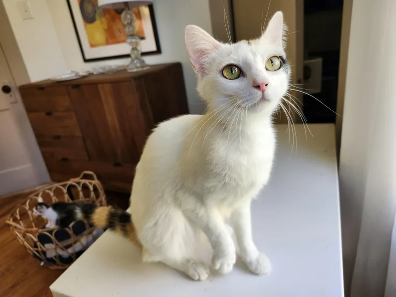 A young medium-sized female Calico Domestic Short Hair cat named Brooke for adoption in Johnson City, TN