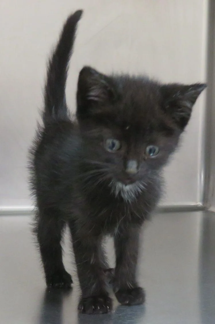 A baby medium-sized female Black Domestic Short Hair cat named Yuban for adoption in Lexington, VA