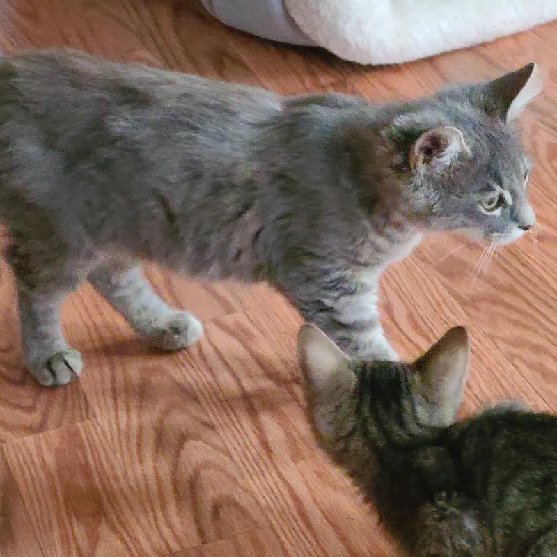 A baby small-sized female Gray / Blue / Silver Domestic Short Hair cat named Josie Hill for adoption in Woodstock, VA