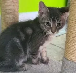 A young small-sized male Gray / Blue / Silver Domestic Medium Hair cat named Tucker for adoption in Elizabeth, IL