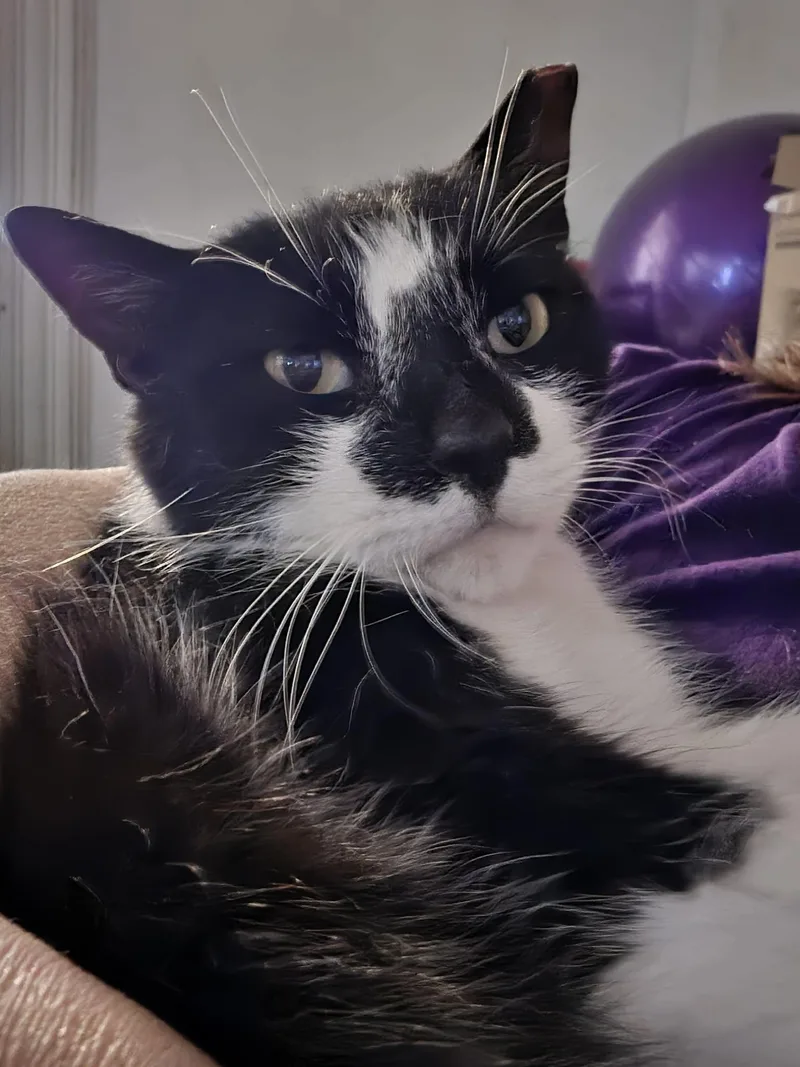 Cookie Monster thumbnail 5