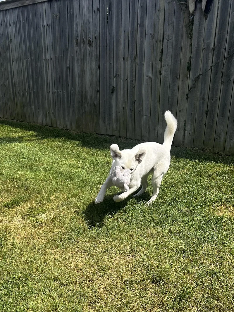 A young medium-sized female White / Cream Labrador Retriever dog named Freya for adoption in Lexington, KY