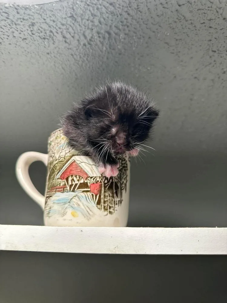 A baby medium-sized male Black & White / Tuxedo Domestic Short Hair cat named Pulaski for adoption in Spokane , WA