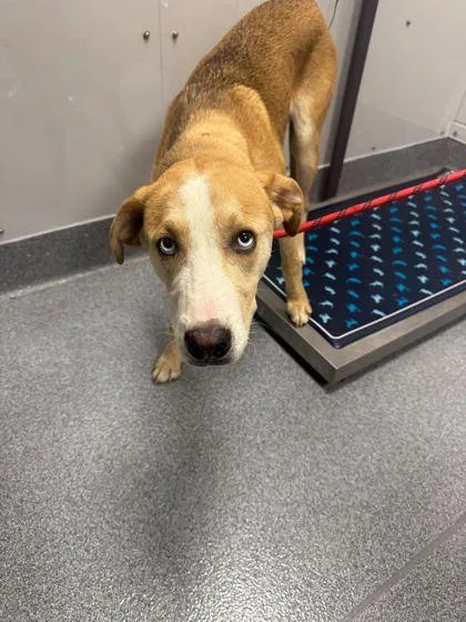 An adult large-sized male Mixed Breed dog named Spyro for adoption in Sevierville, TN