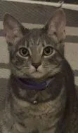 An adult small-sized female Domestic Short Hair cat named Nani FKA Lilo for adoption in West Chester, PA