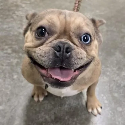 An adult small-sized female French Bulldog dog named French Toast for adoption in Philadelphia, PA