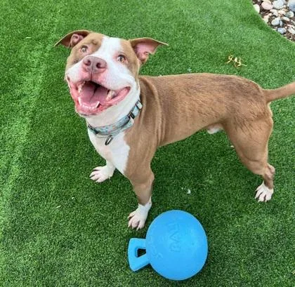 An adult large-sized male Pit Bull Terrier dog named Poppa for adoption in Alameda, CA