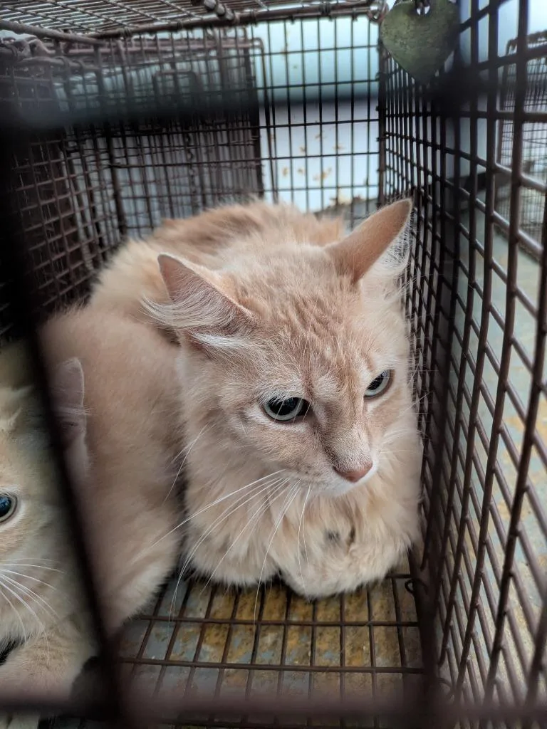 A young small-sized female Domestic Medium Hair cat named Eggy for adoption in Brownwood, TX
