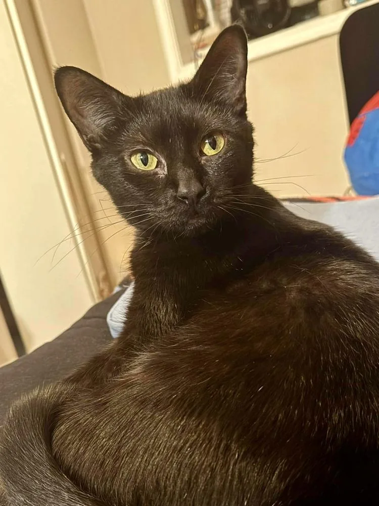An adult medium-sized female Black Domestic Short Hair cat named Annie for adoption in Chicago, IL