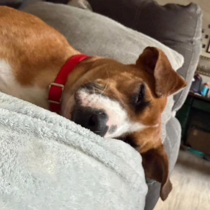 A young medium-sized female Yellow / Tan / Blond / Fawn Mixed Breed dog named Cinnamon for adoption in Chattanooga, TN