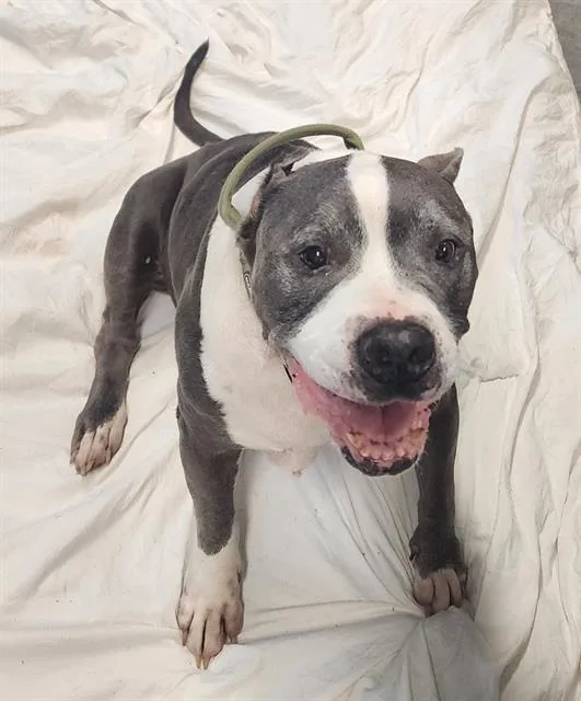 A young large-sized male Pit Bull Terrier dog named Tom for adoption in Brunswick, GA