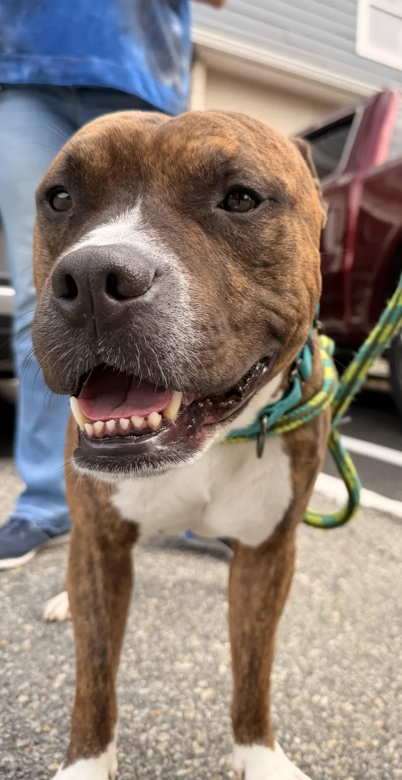 A young medium-sized male American Staffordshire Terrier dog named Benito for adoption in Montclair, NJ