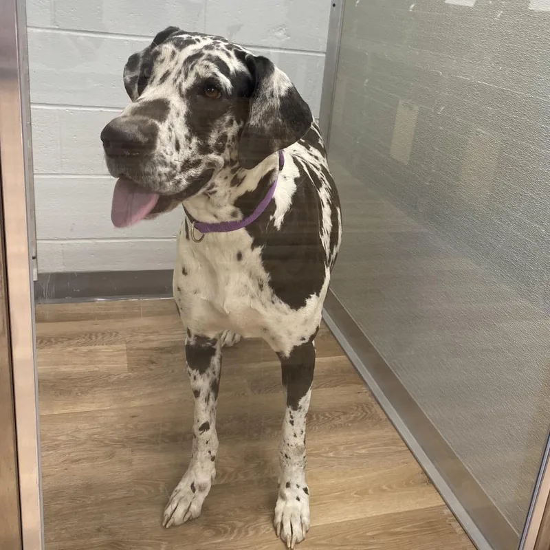 An adult extra large-sized female Gray / Blue / Silver Great Dane dog named Harley for adoption in Sinking Spring, PA