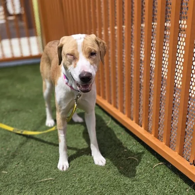 A young medium-sized female Pit Bull Terrier dog named Pattycake for adoption in Las Vegas, NV