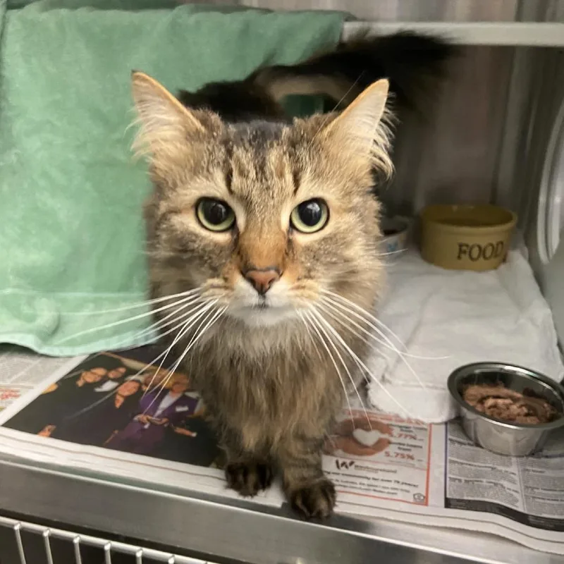 A senior medium-sized female Brown / Chocolate Domestic Long Hair cat named Biscuit Girl for adoption in Pittsburgh, PA