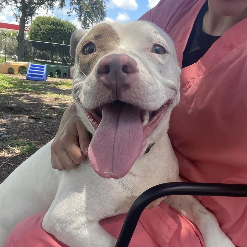 An adult medium-sized female White / Cream Mixed Breed dog named Miley for adoption in West Palm Beach, FL