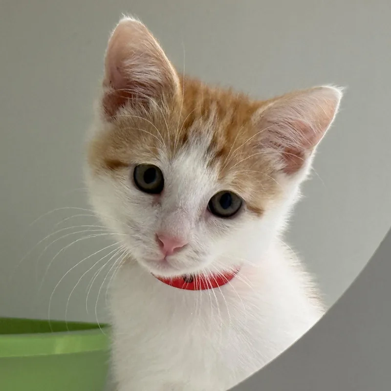 A baby small-sized male Orange / Red Domestic Short Hair cat named Annatto for adoption in Oakland, CA