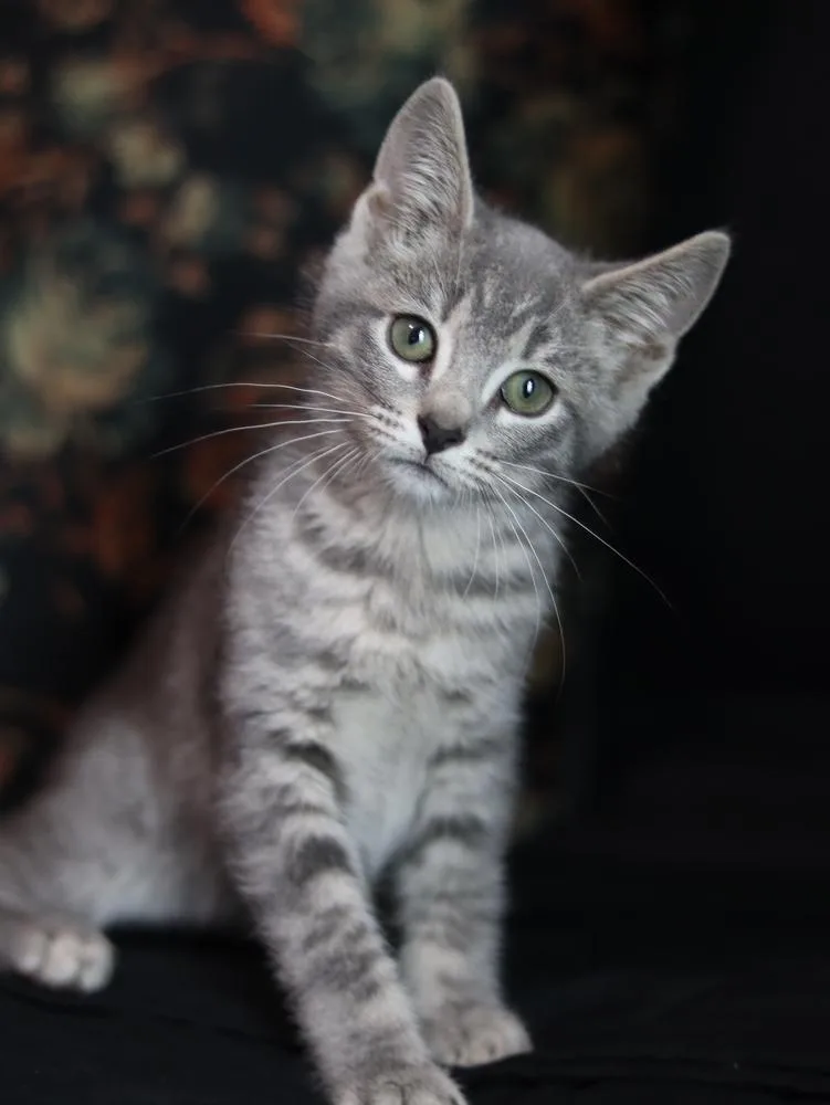 A baby small-sized male Gray / Blue / Silver Domestic Short Hair cat named Gandalf the Grey for adoption in Lewisburg, TN